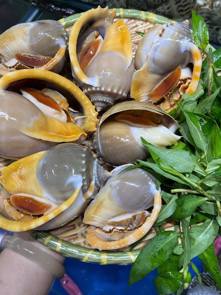 Ốc biển tươi luộc