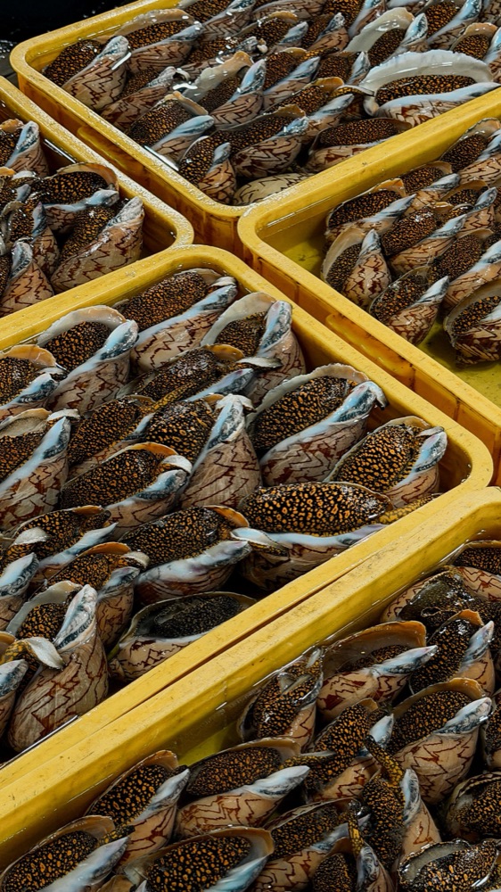 Ốc tươi vừa về vựa