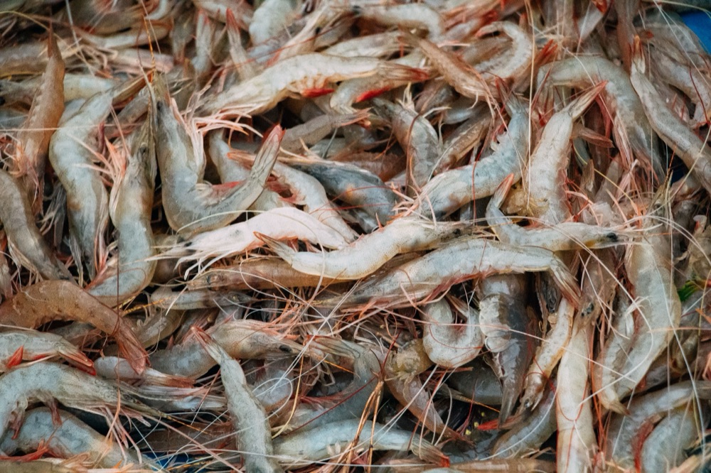 Tôm tươi vừa đánh bắt